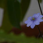 Hepatica transsylvanica 'Blue Eyes' - 