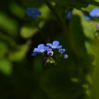 Brunnera macrophylla