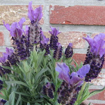 Lavandula stoechas 'BUTTERFLY Giant Summer'