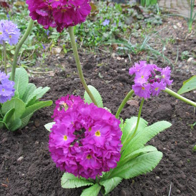 Primula denticulata 'Confetti Deeprose' - 