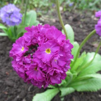 Primula denticulata 'Confetti Deeprose'