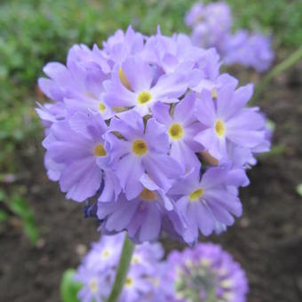 Primula denticulata 'Confetti Blue'