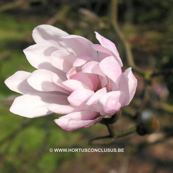 Magnolia stellata 'Keiskei Plena'