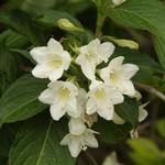 Weigela 'Candida' - Weigela 'Candida'