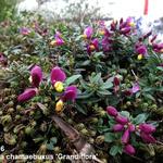 Polygala chamaebuxus 'Grandiflora' - 