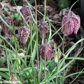 Fritillaria meleagris