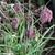 Fritillaria meleagris