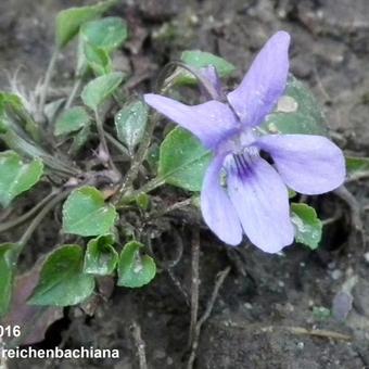 Viola reichenbachiana