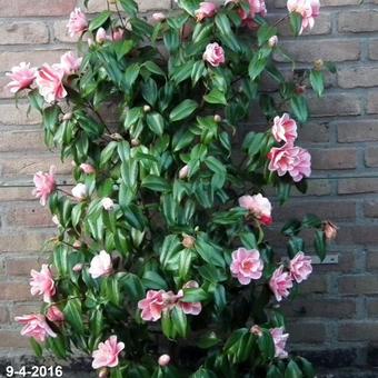 Camellia japonica 'Oki No Nami'