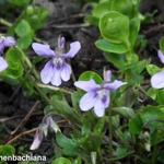 Viola reichenbachiana - Wald-Veilchen