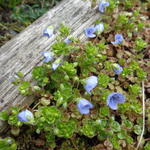 Veronica filiformis - Faden-Ehrenpreis