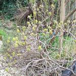 Fothergilla gardenii - Erlenblättriger Federbuschstrauch