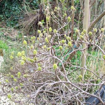 Fothergilla gardenii