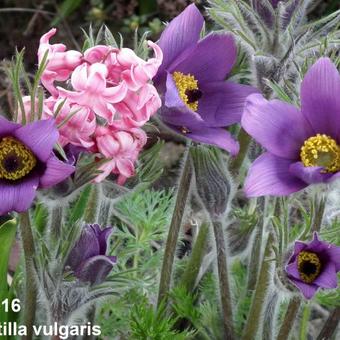 Pulsatilla vulgaris