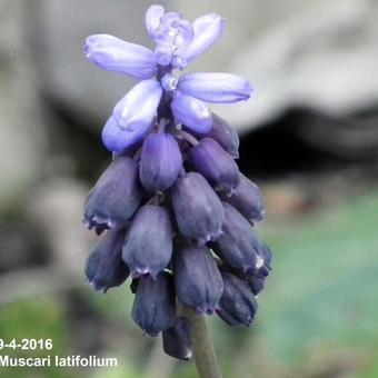 Muscari latifolium