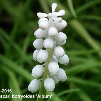 Muscari botryoides 'Album'