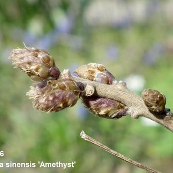 Wisteria sinensis 'Amethyst'