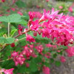 Ribes sanguineum roseum - Ribes sanguineum roseum