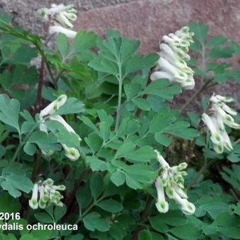 Corydalis ochroleuca