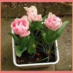 Tulipa 'Foxtrot' - 