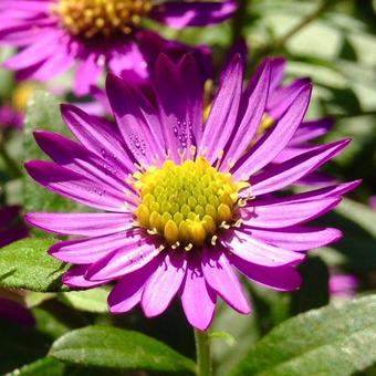 Aster ageratoides 'Ezo Murasaki'