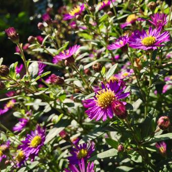 Aster ageratoides 'Ezo Murasaki'