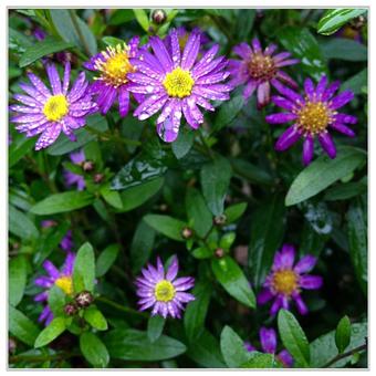 Aster ageratoides 'Ezo Murasaki'