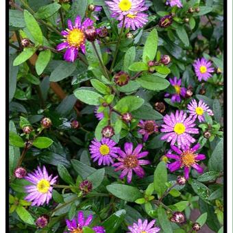 Aster ageratoides 'Ezo Murasaki'