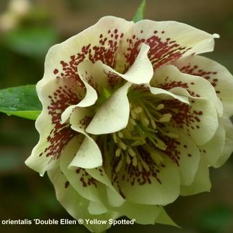 Helleborus orientalis 'DOUBLE ELLEN Yellow Spotted'