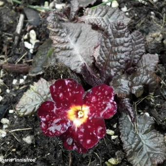 Primula vulgaris 'Innisfree'