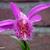 Pleione 'Tongariro'