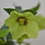 Helleborus orientalis