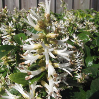 Pachysandra terminalis - Dickmännchen - Pachysandra terminalis