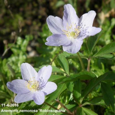 Anemone nemorosa 'Robinsoniana'  - 