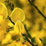 Cytisus 'Luna' - Cytisus 'Luna'