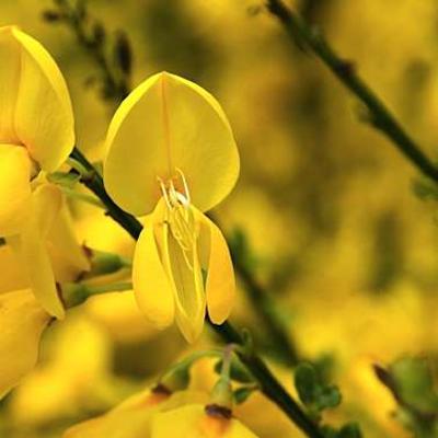 Cytisus 'Luna'