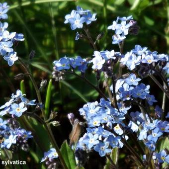 Myosotis sylvatica