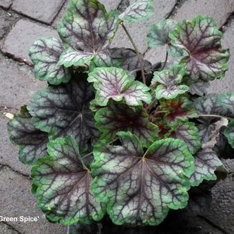 Heuchera 'Green Spice'