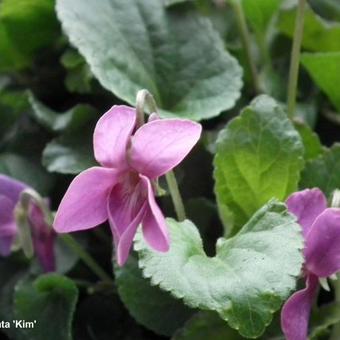 Viola odorata 'Kim'