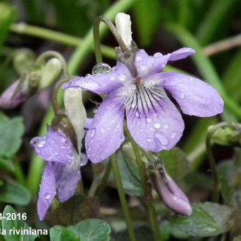 Viola riviniana