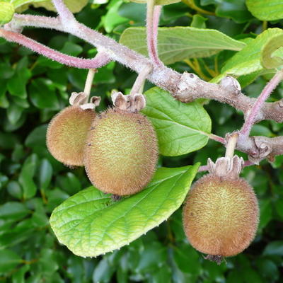 Actinidia chinensis 'Solo'  - 