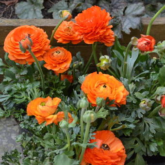 Ranunculus asiaticus 'Double Orange'