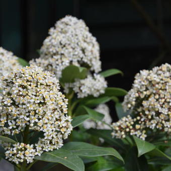 Skimmia japonica 'Brocox King'