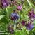 Lathyrus vernus