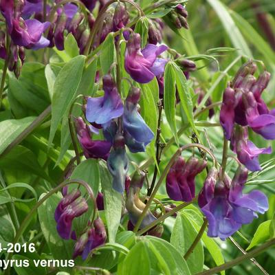 Gesse printanière - Lathyrus vernus