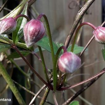 Clematis montana