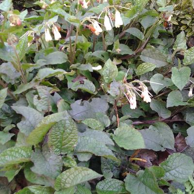 Consoude à grandes fleurs - Symphytum grandiflorum