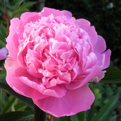 Paeonia lactiflora - 