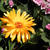 Calendula officinalis