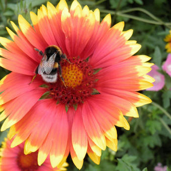 Gaillardia (varieteiten)